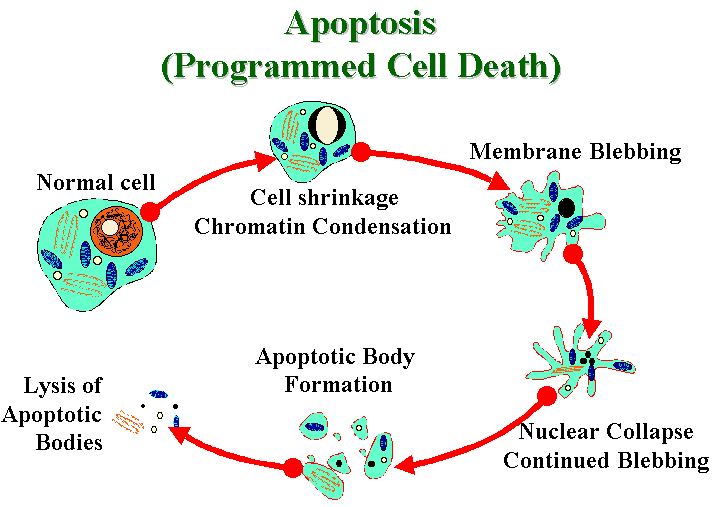 Apoptosis schematic