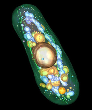 yeast electron tomograph